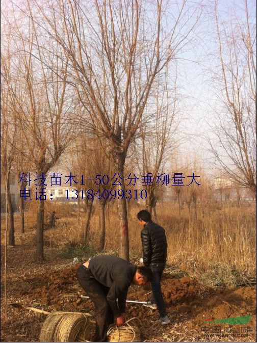 河北2公分垂柳價格