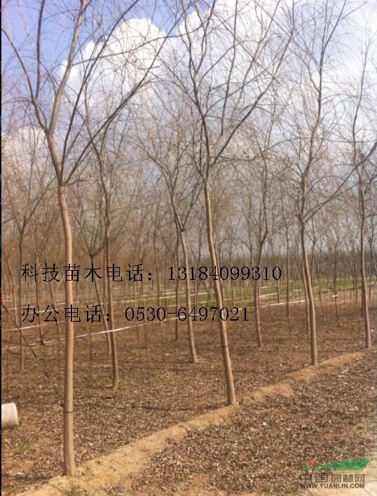寧波7公分垂柳價(jià)格