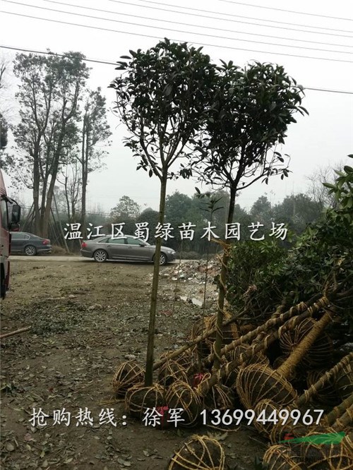 買(mǎi)一送一，四川桂花基地大特惠，四川高桿八月桂，成都高桿桂花