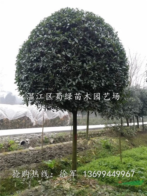 買(mǎi)一送一，四川桂花基地大特惠，四川高桿八月桂，成都高桿桂花