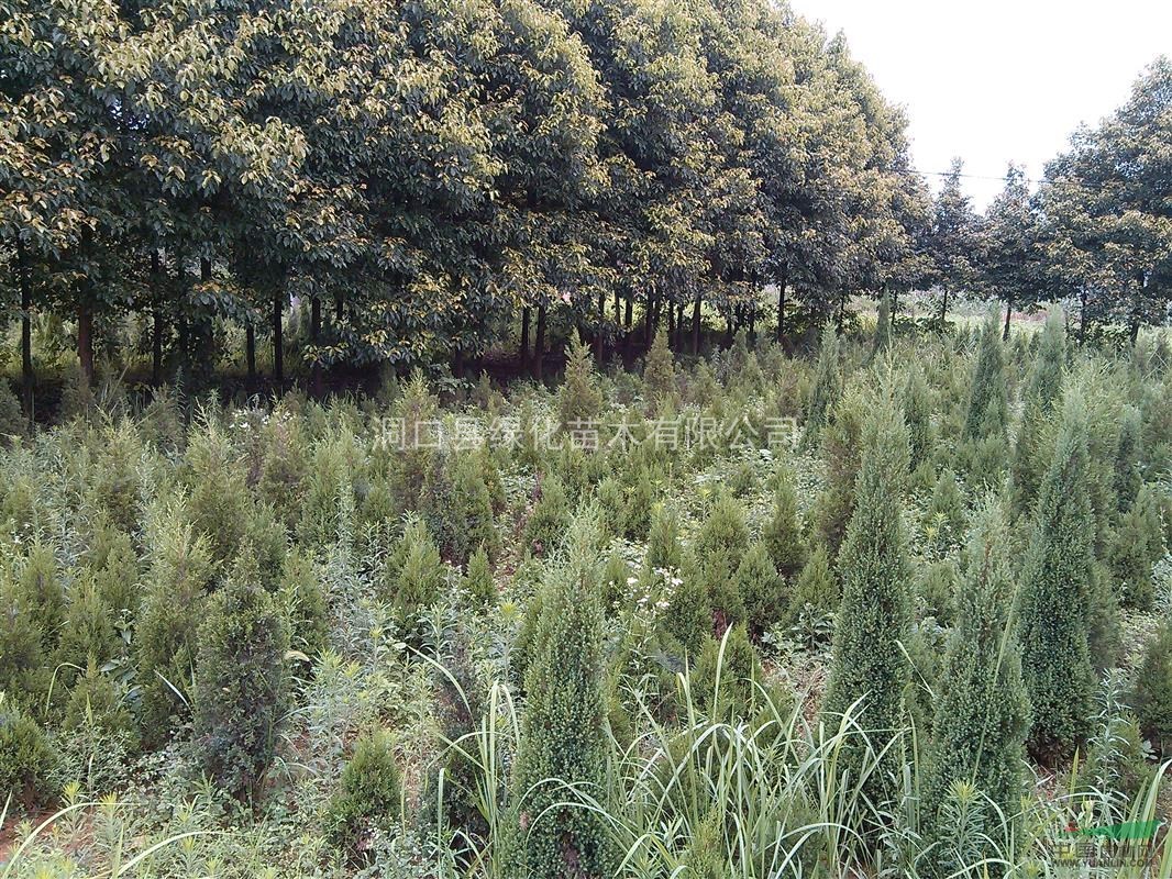 塔柏，湖南塔柏供應(yīng)，塔柏價格，塔柏圖片