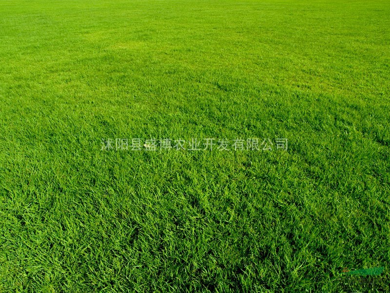 黑麥草草坪價格 黑麥草草坪