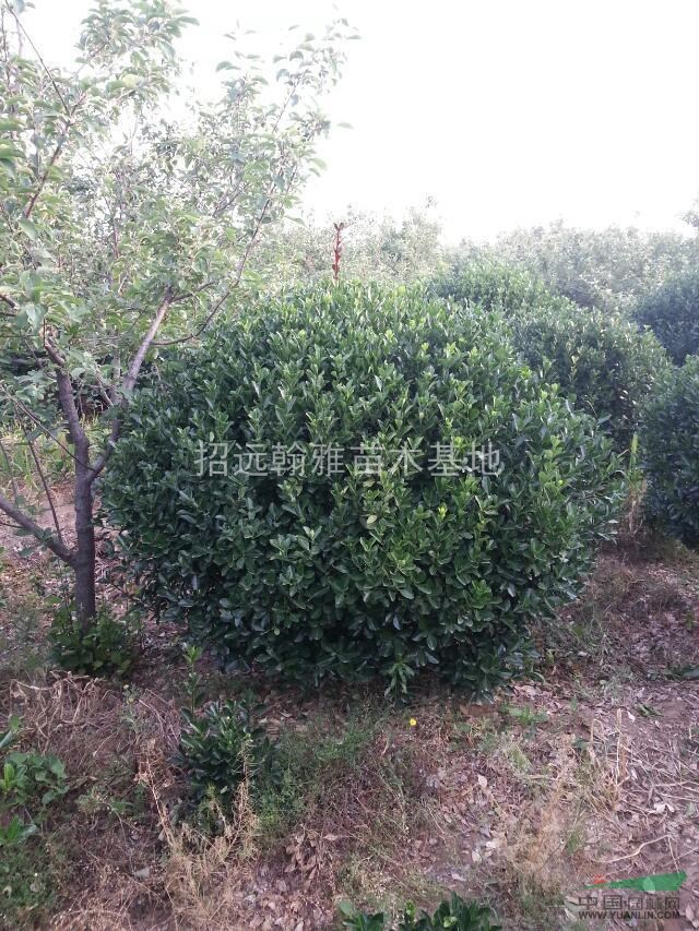 山東大葉黃楊球