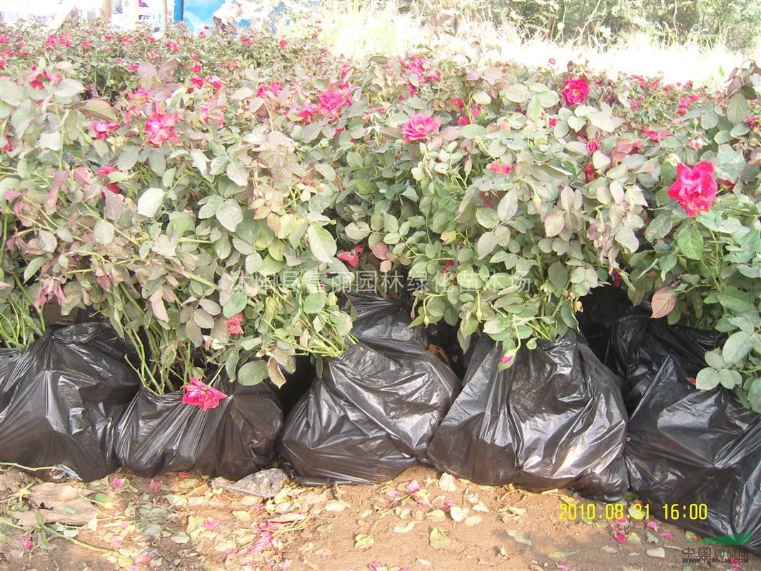 苗農(nóng)急處理500萬(wàn)棵工程大苗月季-豐花月季，北京紅帽