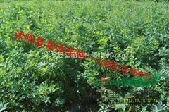 苗農(nóng)急處理500萬(wàn)棵工程大苗月季-豐花月季，北京紅帽