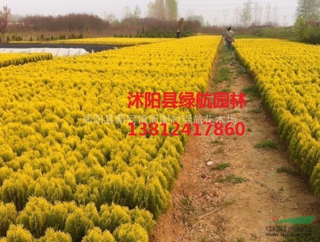 低價直售：蜀檜，塔柏，灑金柏，大小葉黃楊，紅葉石楠，金葉女貞