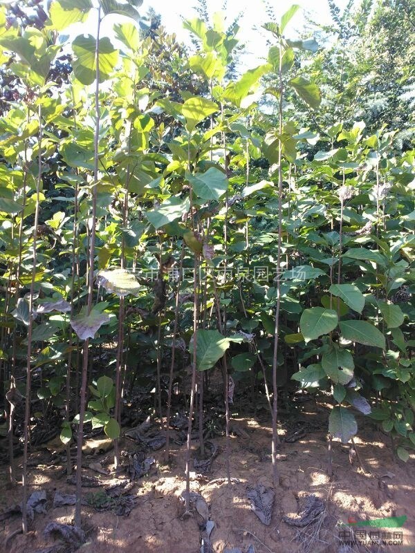 江蘇南京廣玉蘭基地，低價出售1------20公分廣玉蘭樹。