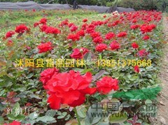 500萬棵工程大苗月季-無刺薔薇，北京紅帽，高檔品種月季