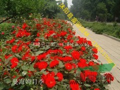 500萬棵工程大苗月季-無刺薔薇，北京紅帽，高檔品種月季