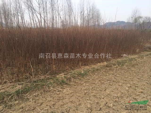 供應(yīng)紫薇苗