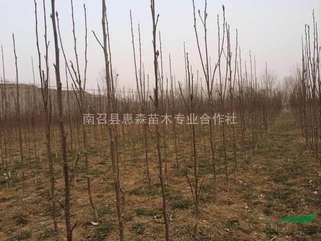 河南玉蘭，玉蘭苗價(jià)格