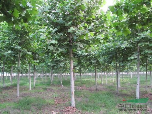 春季15公分法桐價(jià)格走俏