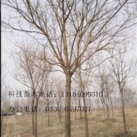 安徽合肥市國(guó)槐價(jià)格