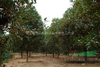 丹桂價(jià)格，丹桂批發(fā)價(jià)格，丹桂苗木價(jià)格