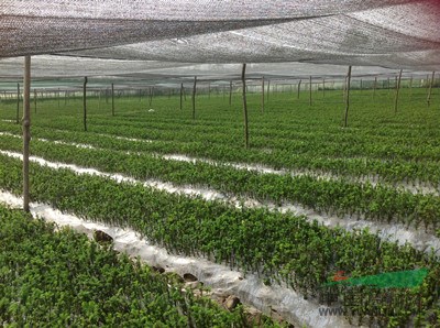 火爆推薦安徽安慶【曼地亞紅豆杉小苗】基地價格給力速來批發(fā)