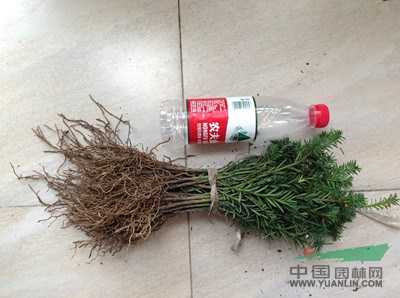 火爆推薦安徽安慶【曼地亞紅豆杉小苗】基地價格給力速來批發(fā)