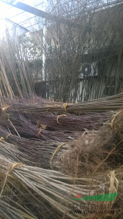 大量供應建苗圃用小苗紅葉李、櫻花、紫薇、海棠、紅梅等