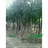 3公分法桐價(jià)格-4公分法桐價(jià)格