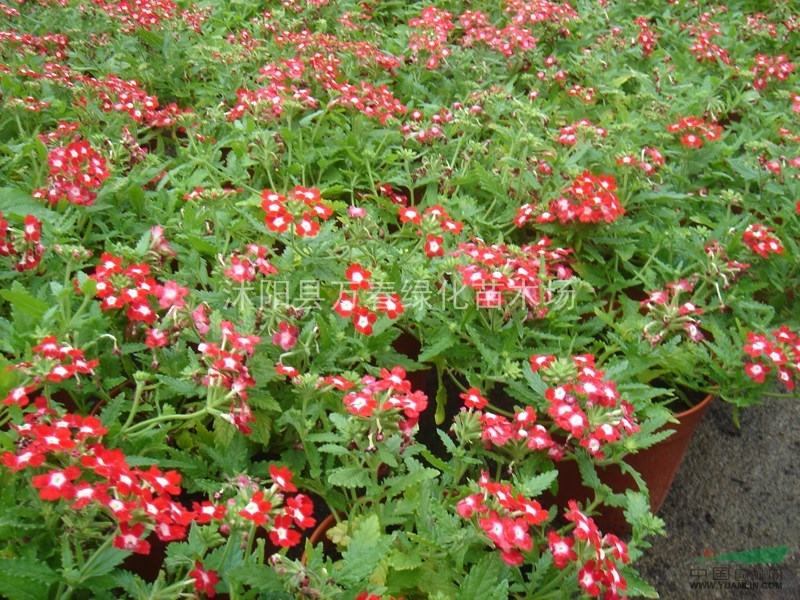 批發(fā)地被植物 園林景觀盆栽觀賞 美女櫻 別稱 草五色梅 