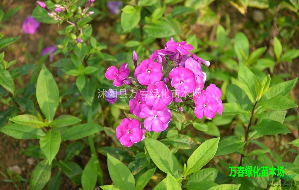 批發(fā)地被植物 園林景觀盆栽觀賞 美女櫻 別稱 草五色梅 