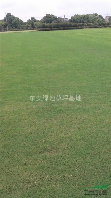 馬尼拉草坪