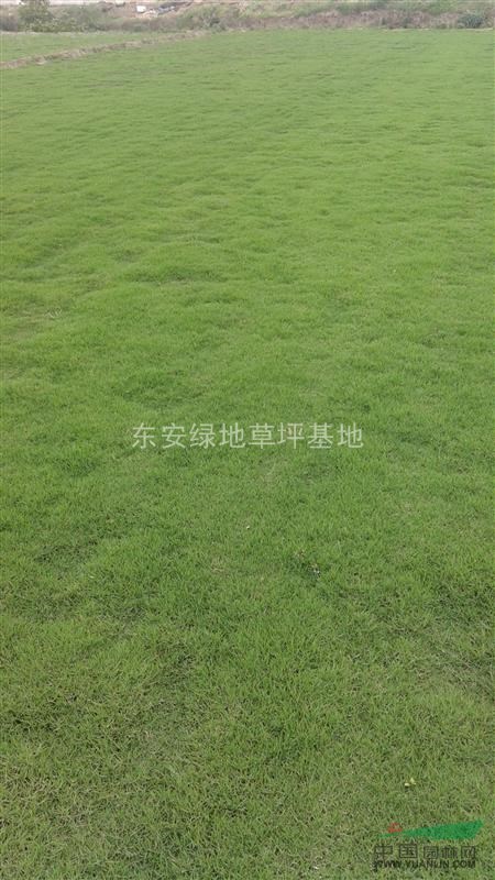 馬尼拉草坪