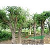山東萊蕪二十三公分法桐價(jià)格