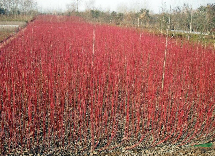 恒景苗木基地常年供应10-15公分红瑞木