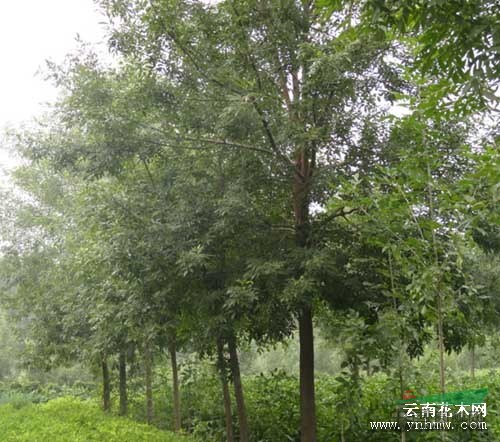 臺州19公分國槐樹價格19公分國槐樹半冠