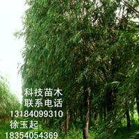 江西景德鎮(zhèn)11公分國槐價格下浮