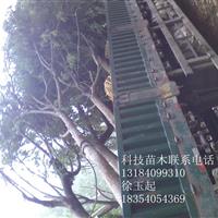 山東省7公分國槐價格行情