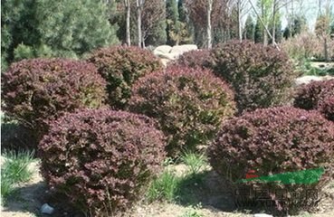 紅葉小檗