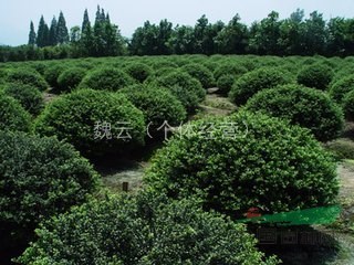 冬青球