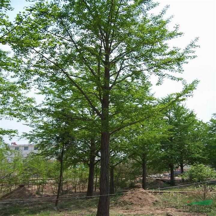 10公分.15公分國槐價(jià)格￥