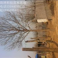 10公分國槐價格表