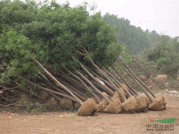 供應(yīng)白蠟苗木供應(yīng)基地山東國槐種植基地