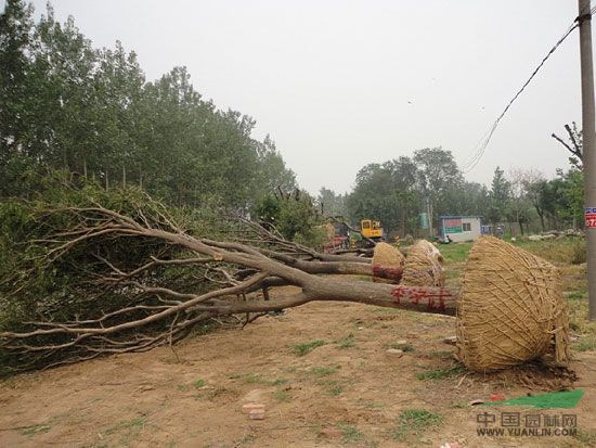 供應(yīng)8-20公分白蠟價格山東國槐種植基地