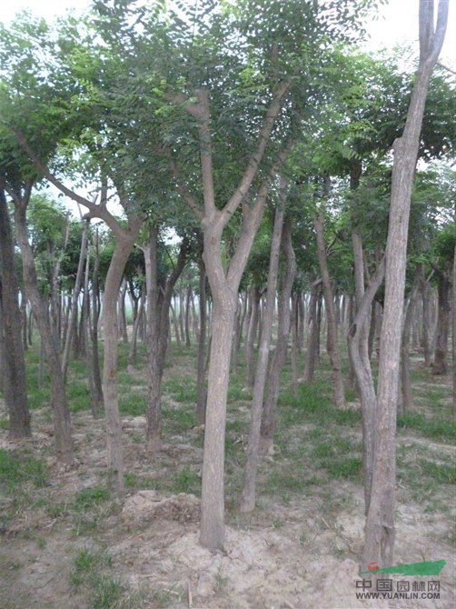 3公分法桐價(jià)格,4公分法桐價(jià)格,