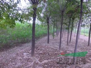 5公分國槐_5公分國槐價(jià)格