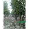 5公分國槐價(jià)格#7公分國槐樹價(jià)格