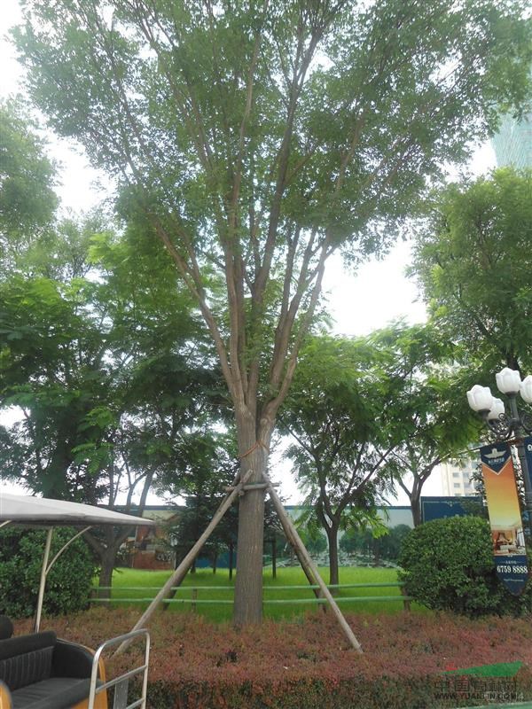 江蘇國(guó)槐價(jià)格9公分國(guó)槐價(jià)格11公分國(guó)槐價(jià)格
