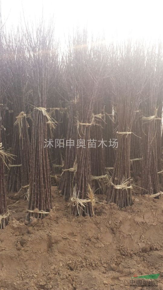 核桃苗 蘋果苗 棗樹(shù)苗 梨苗 櫻桃苗 山楂苗 杏苗 桃苗