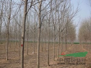 濱州12-15公分合歡價(jià)格