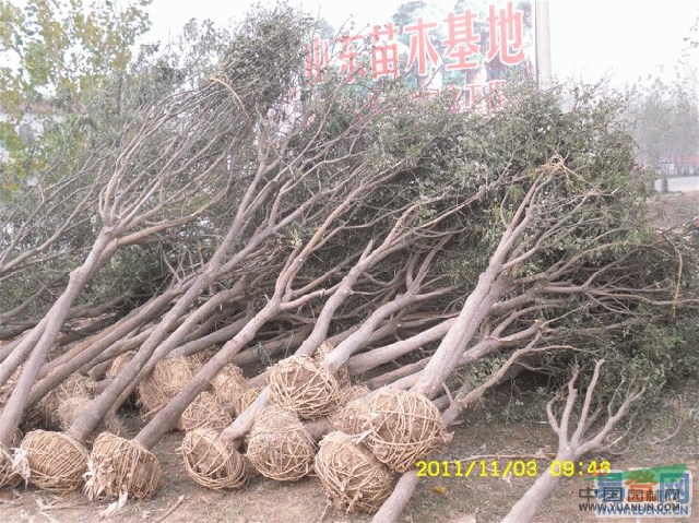 煙臺15公分合歡樹價(jià)格_