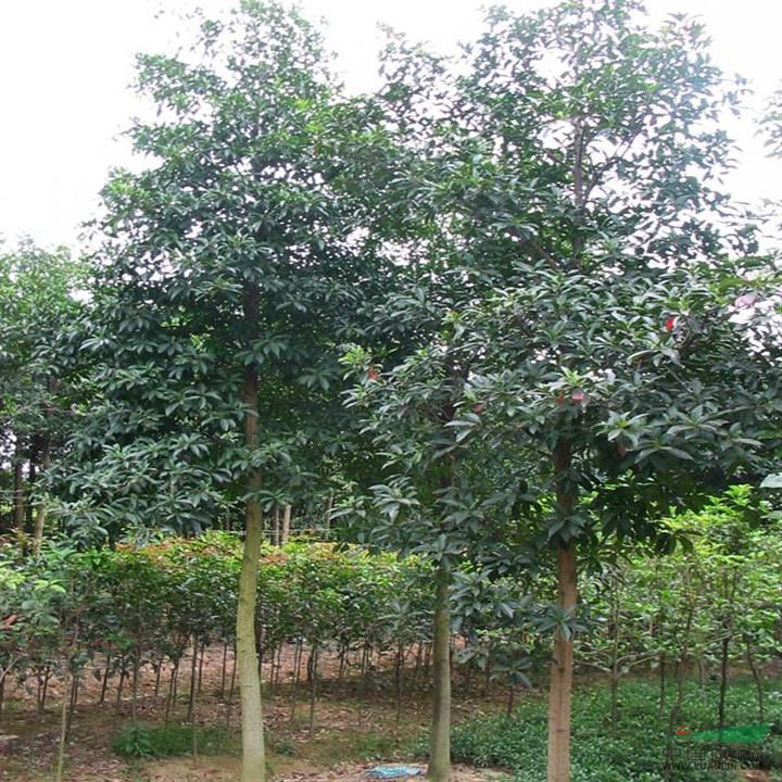 杜英市場(chǎng)價(jià)格 杜英基地價(jià)格
