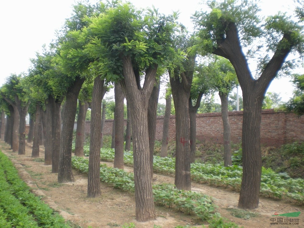 11公分國(guó)槐價(jià)格單價(jià)_12公分國(guó)槐價(jià)格單價(jià)