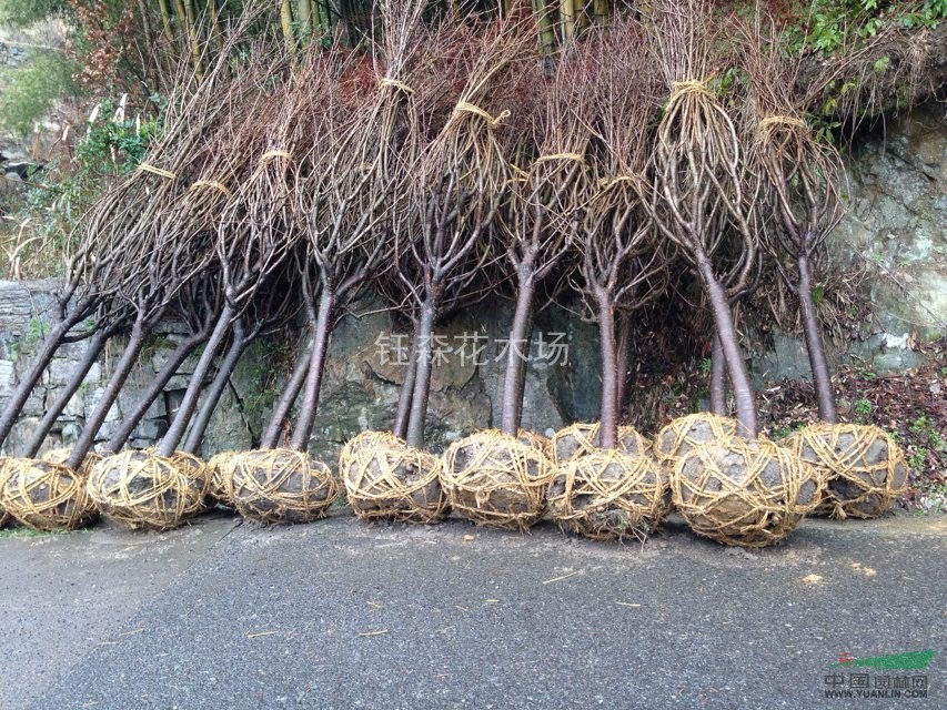 農(nóng)戶一手特價 中國紅楓 中華紅楓  櫻花 海棠 歡迎考察選購