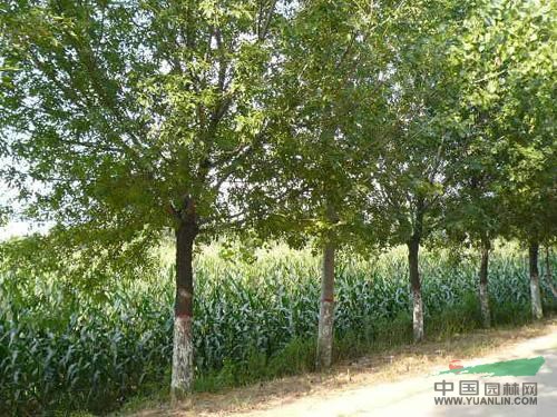 九州26公分國槐價格怎么樣_26公分國槐價格