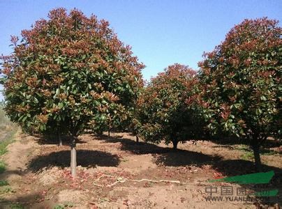 苗圃直銷5公分紅葉石楠價(jià)格