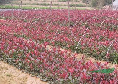苗圃直銷5公分紅葉石楠價(jià)格